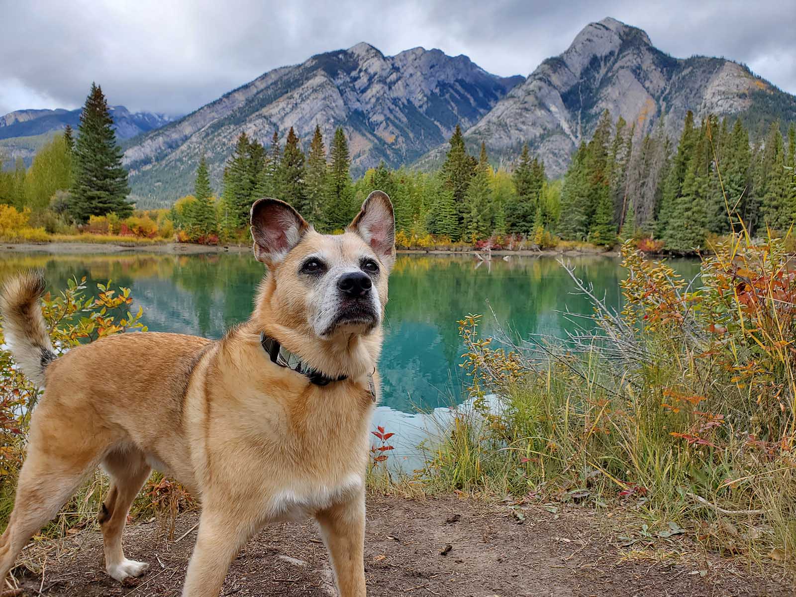 A dog by the lake with a mountain background